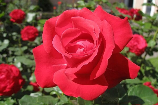 Red Rose in Dream