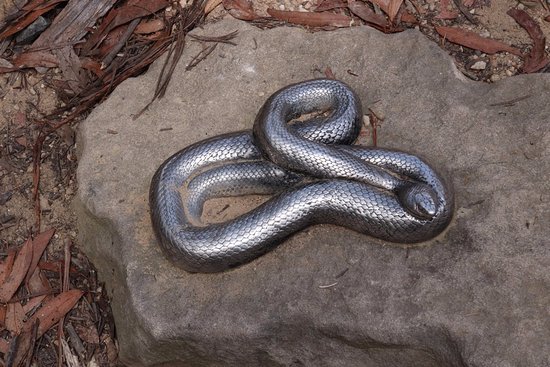 Silver Colored Snake
