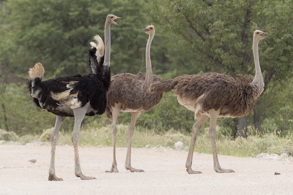 Seeing Ostrich in Dream Meaning