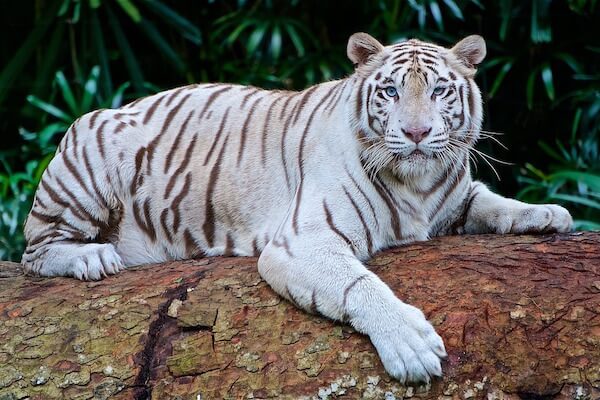 White Tiger Dream Meaning